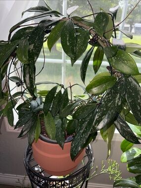 Hoya Pubicalyx Red Buttons with splash